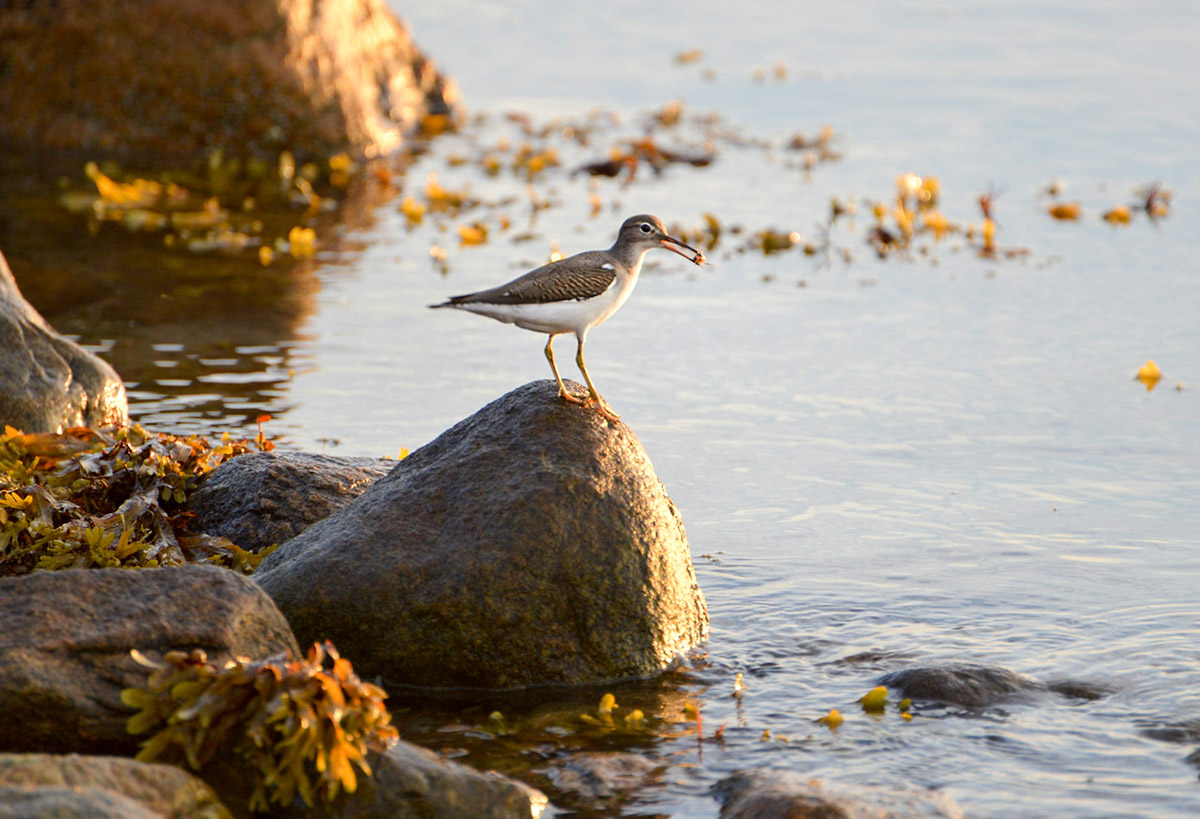 Spotted sandpiper with small crab by Todd McCormack