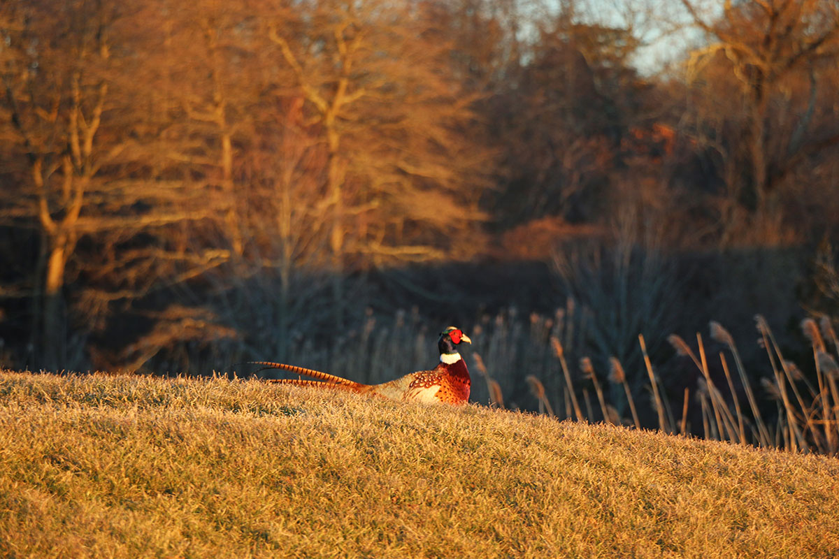 The Magnificent Ring-Neck Pheasant - Poronui Hunting