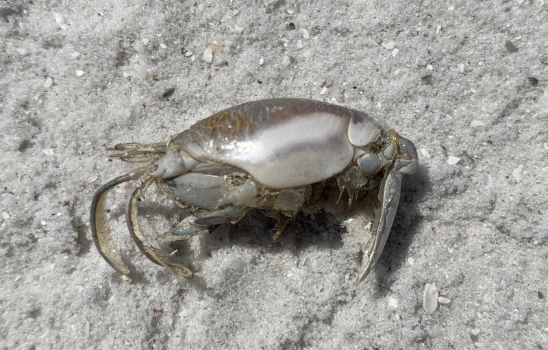 Nature Notes Atlantic Mole Crab Henry L Ferguson Museum