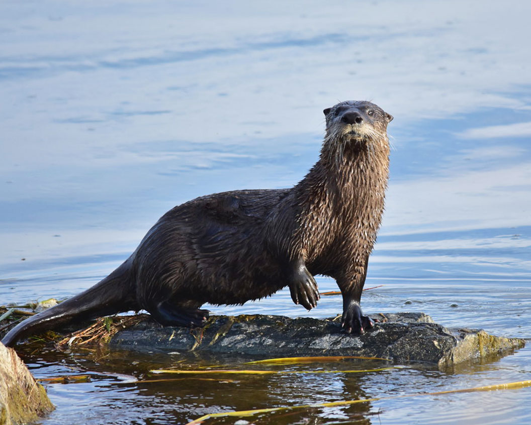 Nature Notes North American River Otter Henry L Ferguson Museum Nature Notes North American River Otter Henry L Ferguson Museum