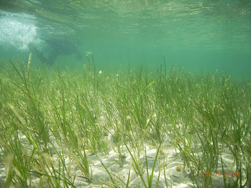 Barley Field Cove seagrass
