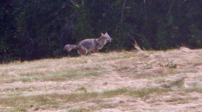 Coyote on Fishers Island