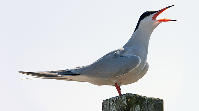 Common Tern - Kirk Rogers