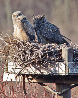 Great-horned owls