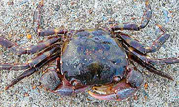 Asian shore crab (Hemigrapsus sanguineus).