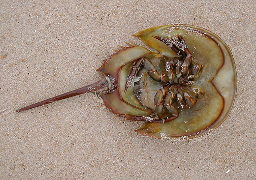 Horseshoe crab