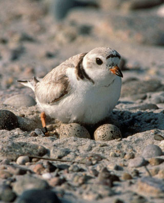 Piping Plover guarding its eggs