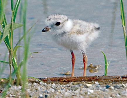 Young Piping plover