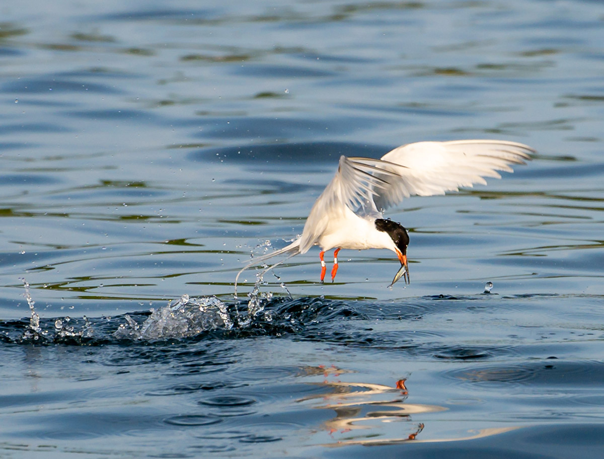 Double-banded least tern catching minnow by Todd McCormack
