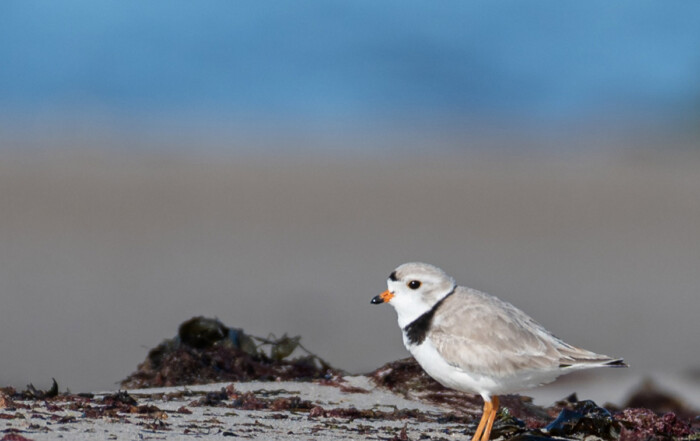 Piping plover on west end beach by Todd McCormack