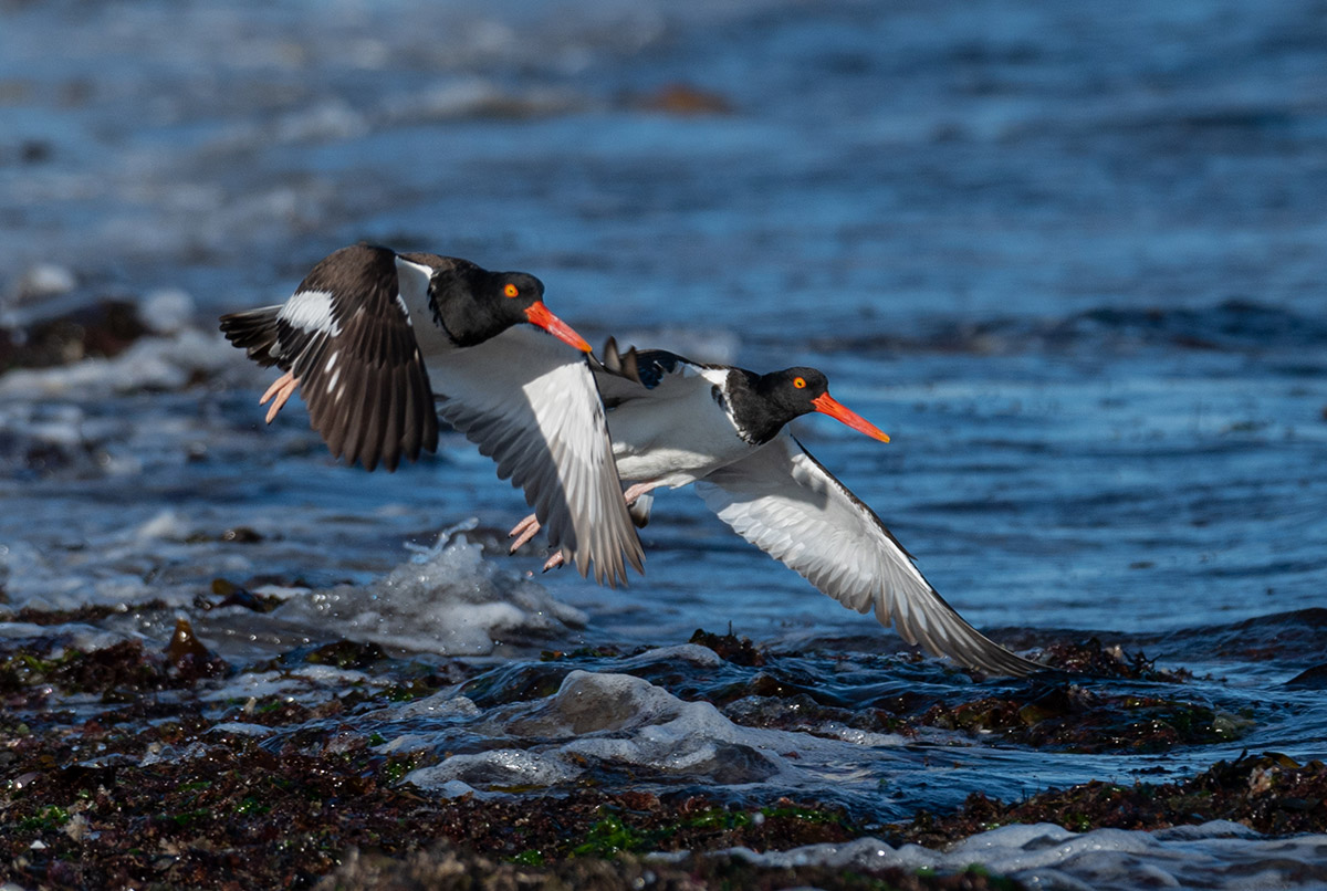 Two oyster catchers flying in formation by Todd McCormack