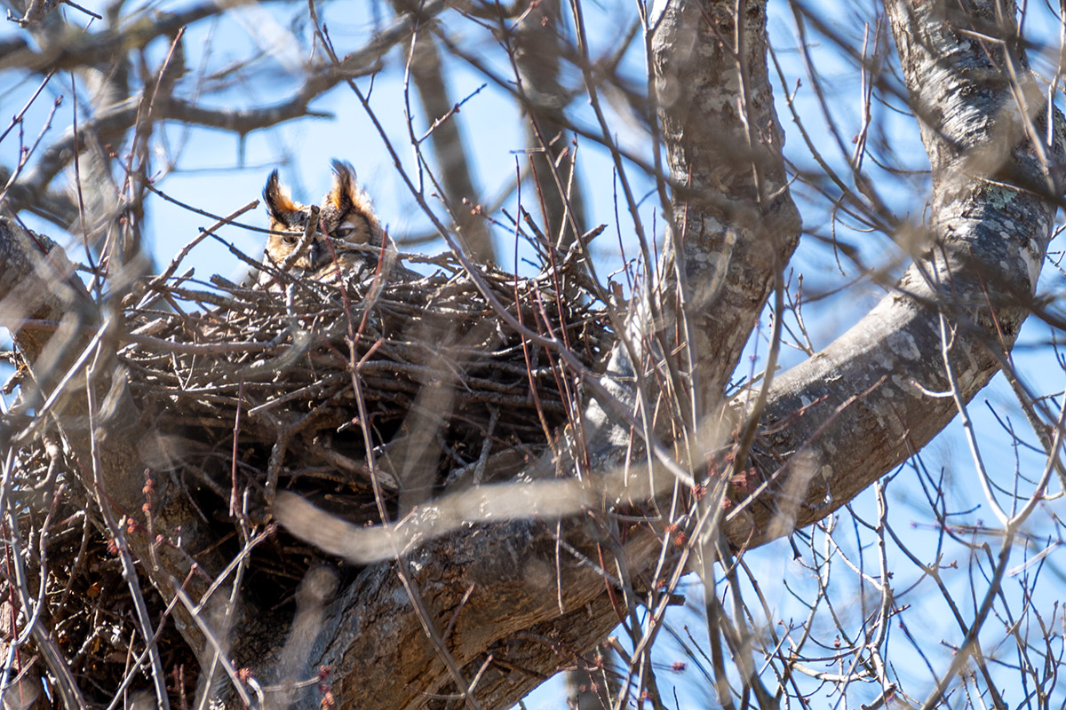 Great horned owl mother on nest by Todd McCormack