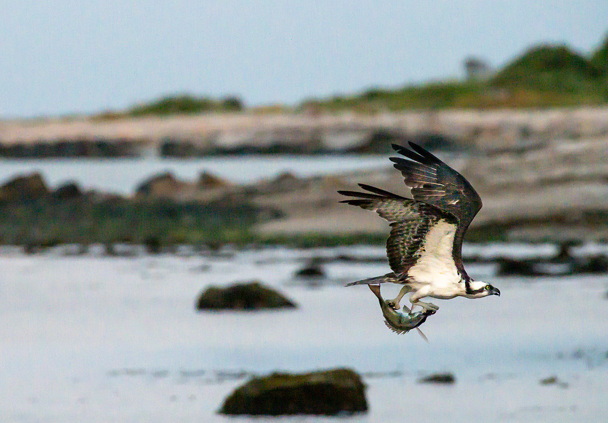 Osprey in flight with firmly clasped fish by Todd McCormack