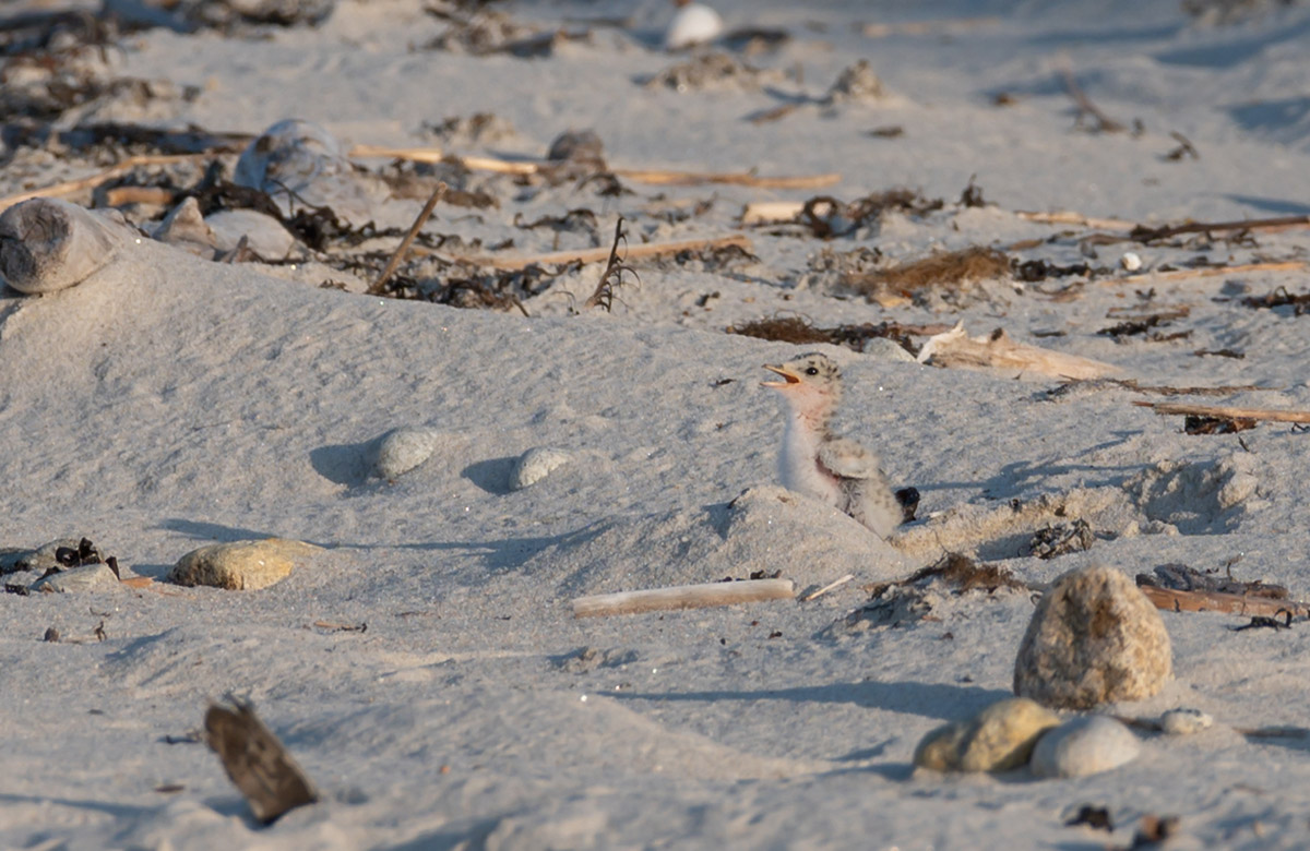 Least tern chick by Todd McCormack