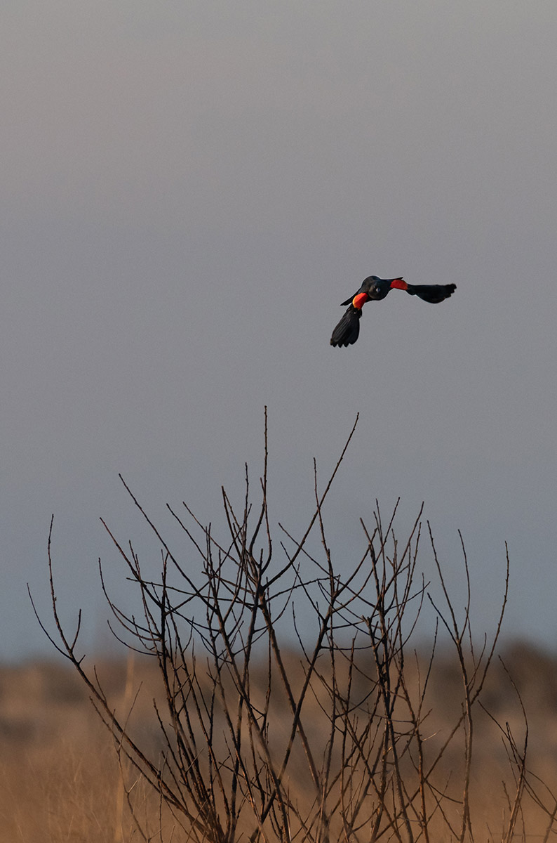 Red-winged blackbird in flight by Todd McCormack