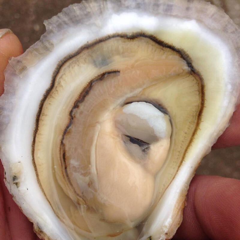 Oysters – Henry L. Ferguson Museum