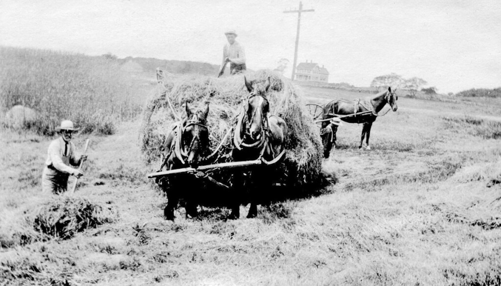 The History of Farming on Fishers Island – Henry L. Ferguson Museum