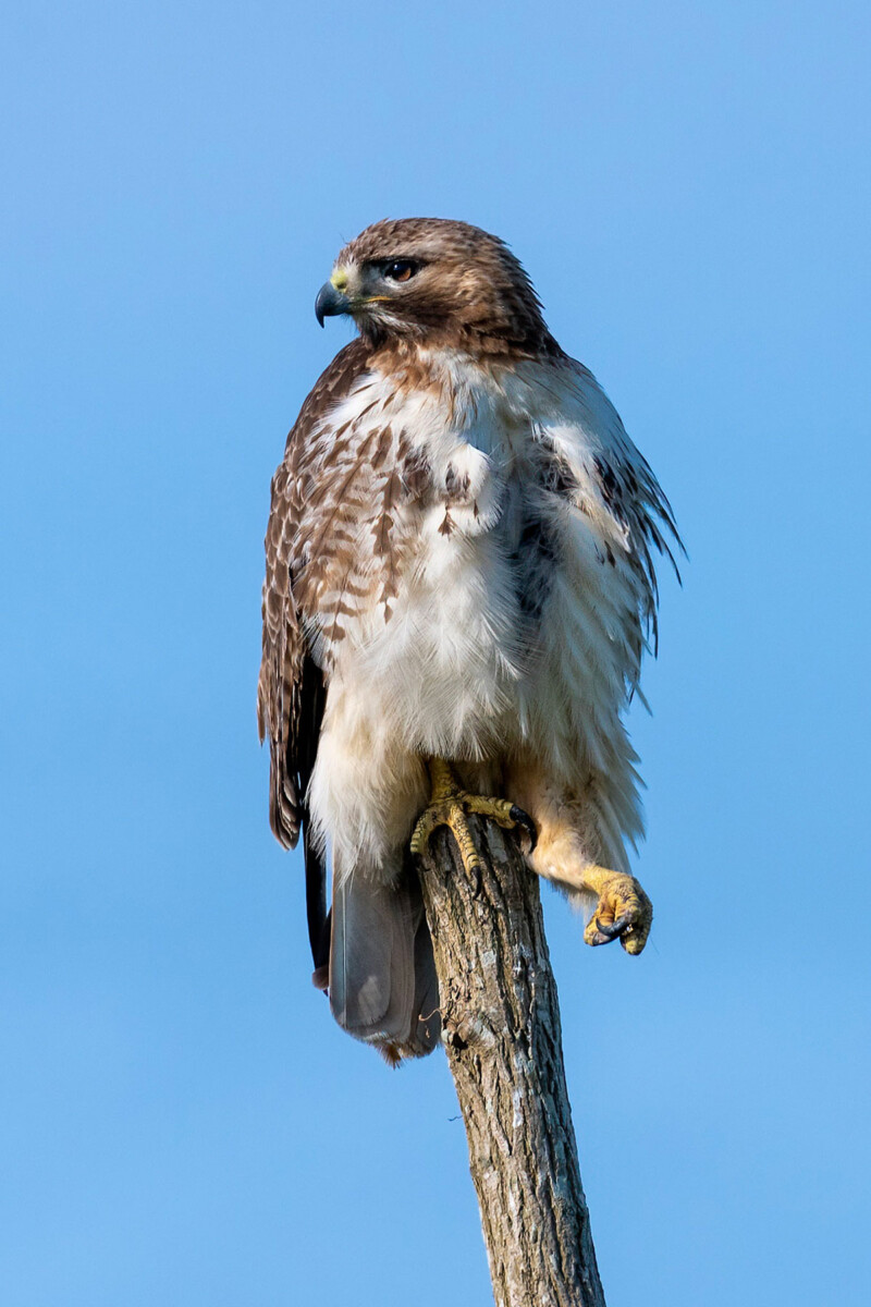 Hawks of Fishers Island and Our Local Area – Henry L. Ferguson Museum