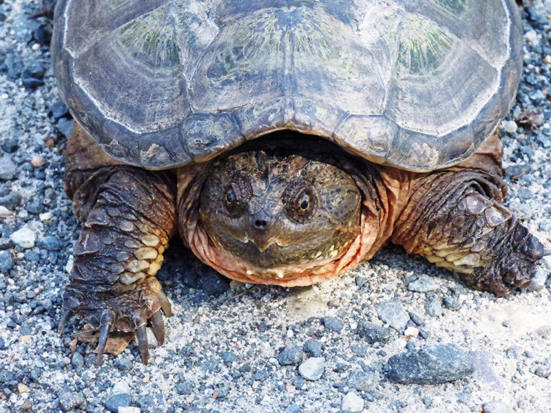 Turtles of Fishers Island and the Surrounding Region – Henry L ...