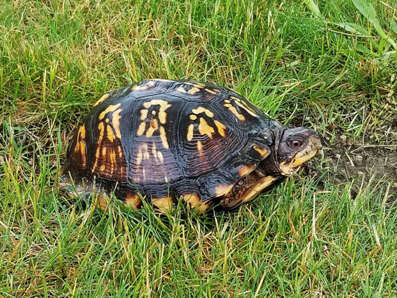 Turtles of Fishers Island and the Surrounding Region – Henry L ...