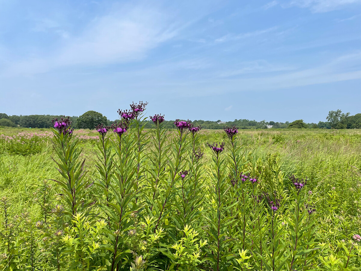 Path Walk Farm Walking Paths at Middle Farms: Balancing Recreation and Conservation ...