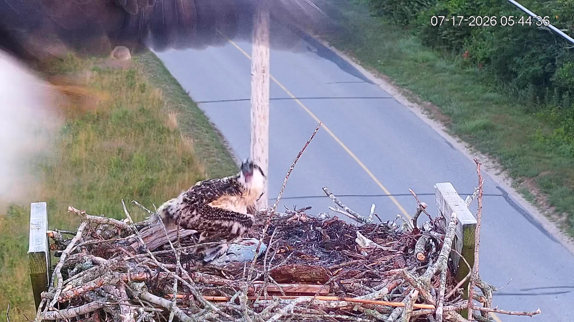 Osprey-chick-taken-by-eagle-07-17-26_01