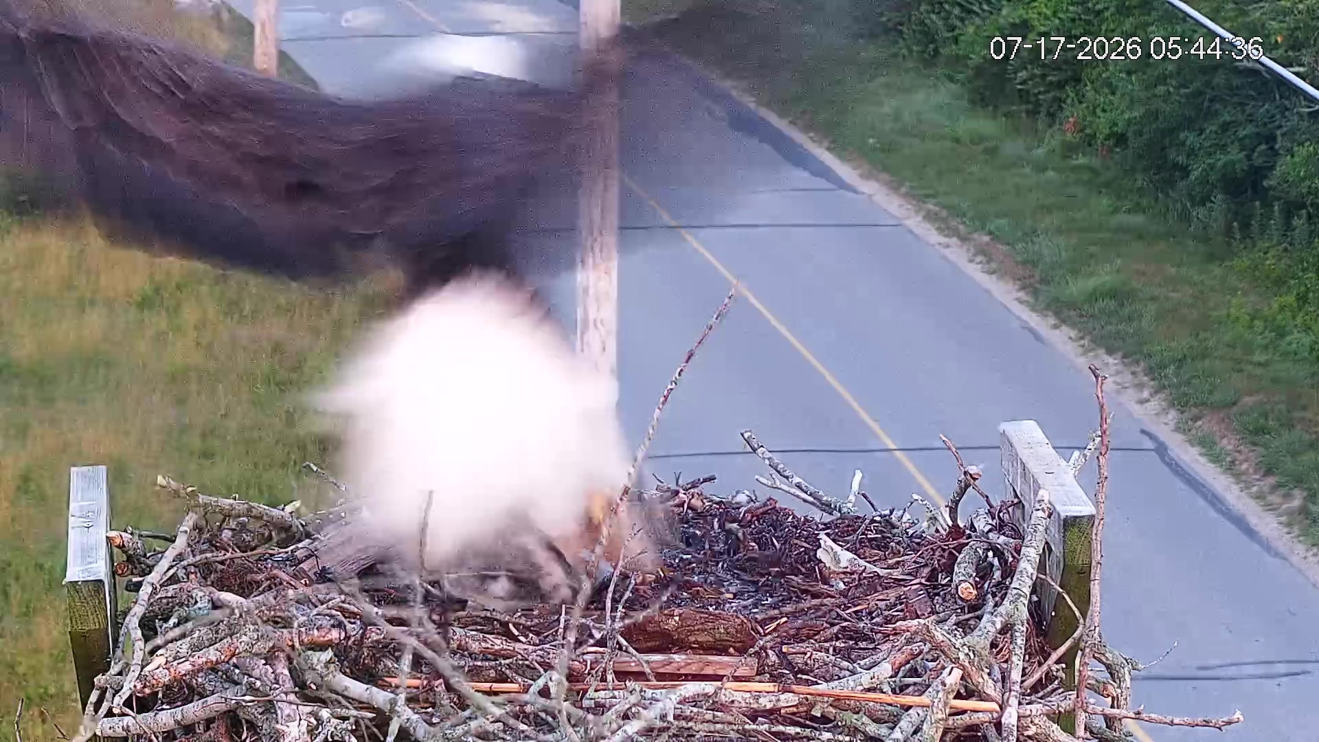 Osprey-chick-taken-by-eagle-07-17-26_02