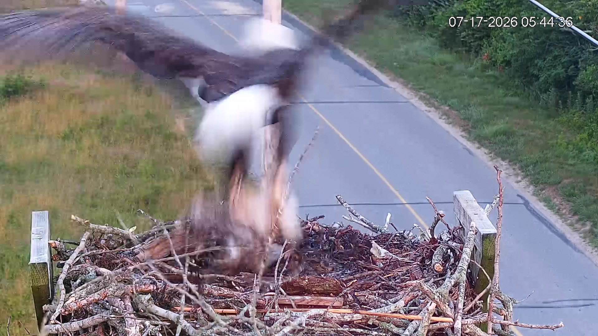 Osprey-chick-taken-by-eagle-07-17-26_03