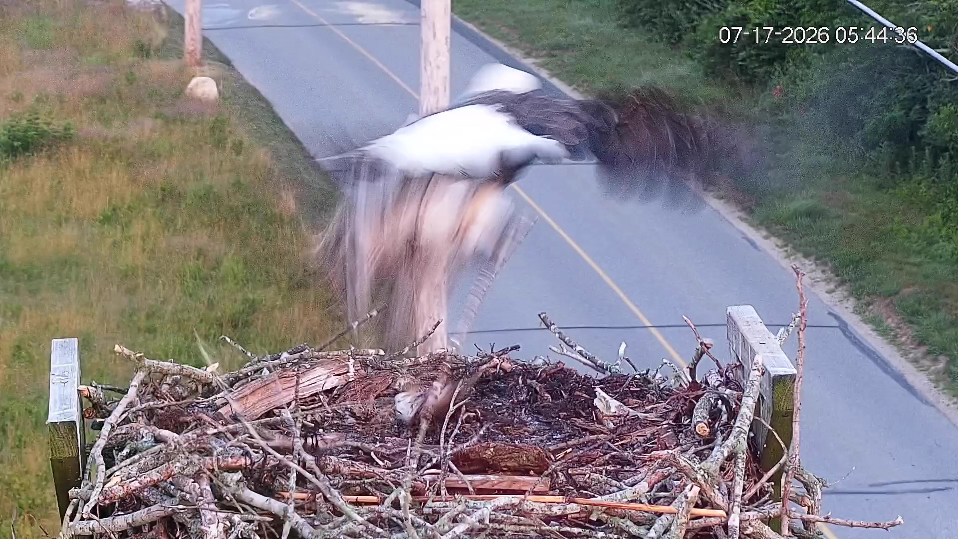 Osprey-chick-taken-by-eagle-07-17-26_04