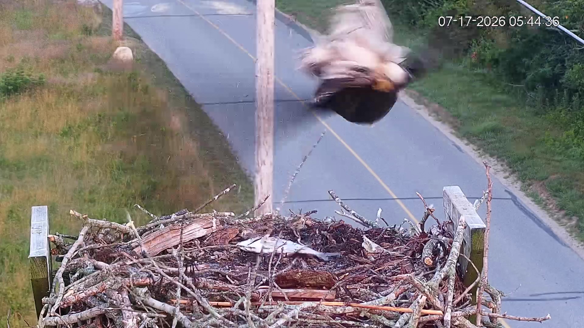 Osprey-chick-taken-by-eagle-07-17-26_05