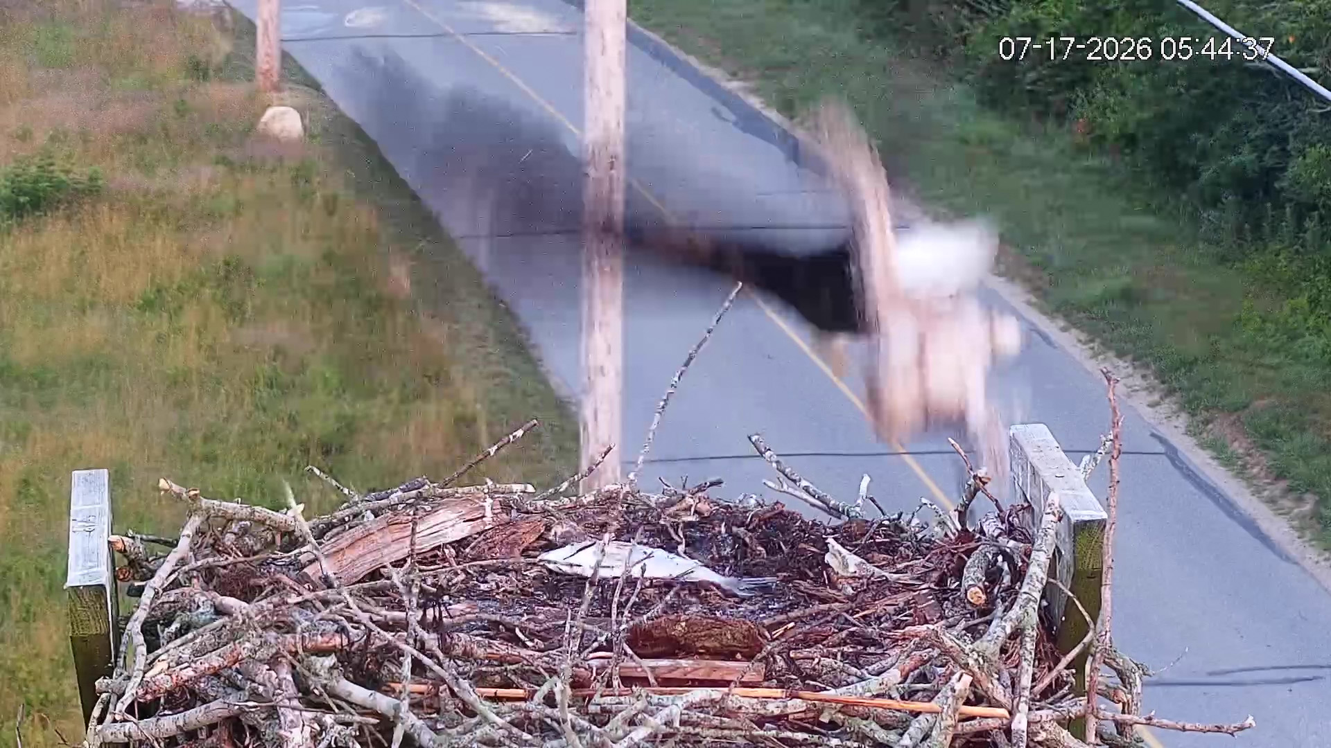 Osprey-chick-taken-by-eagle-07-17-26_06