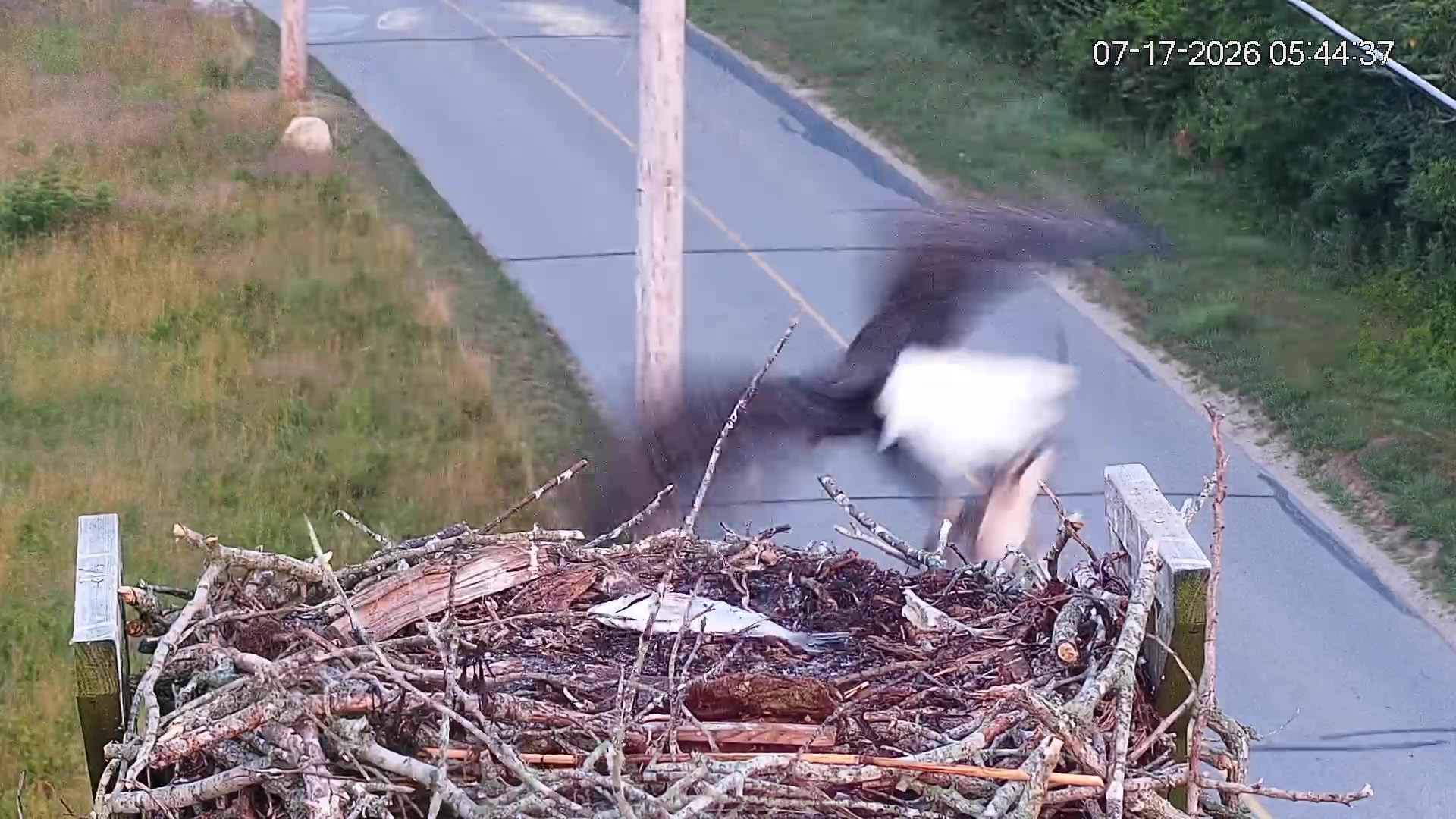 Osprey-chick-taken-by-eagle-07-17-26_07