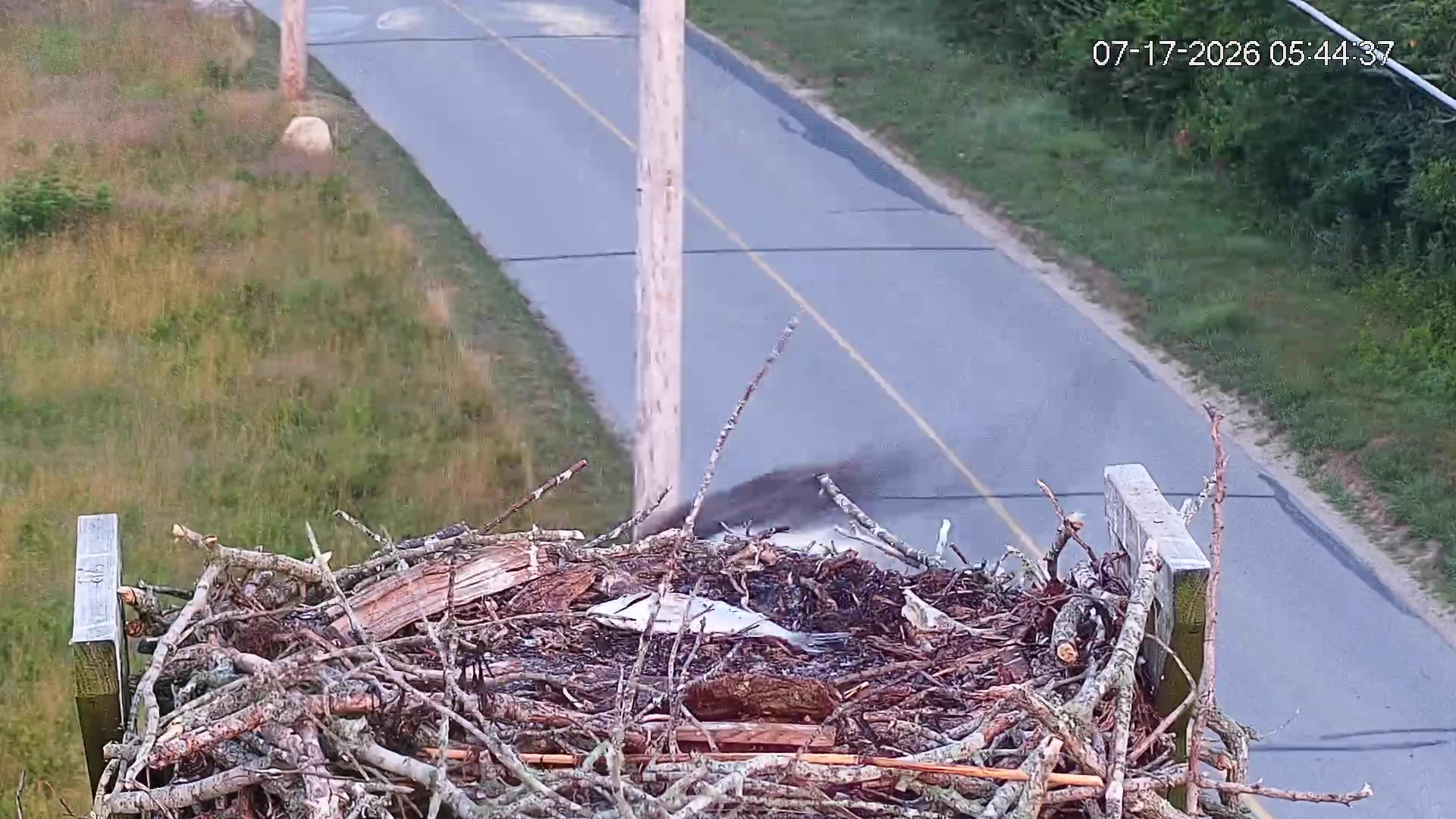 Osprey-chick-taken-by-eagle-07-17-26_09