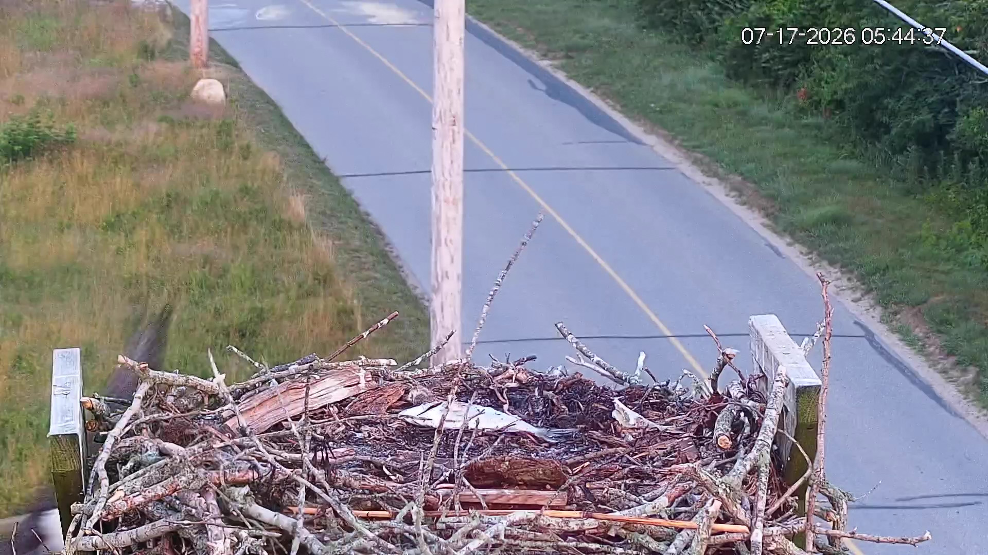 Osprey-chick-taken-by-eagle-07-17-26_10