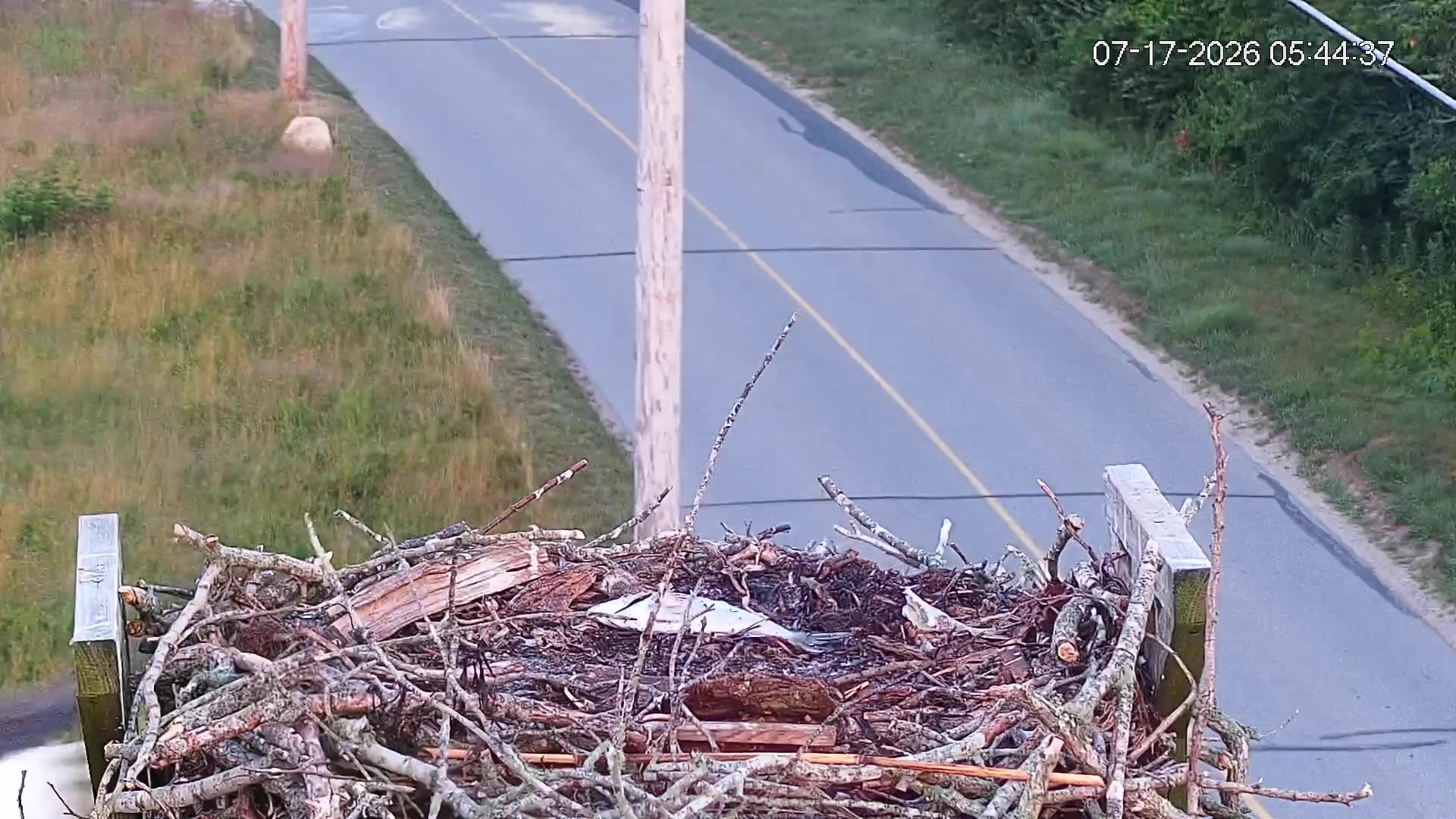 Osprey-chick-taken-by-eagle-07-17-26_11